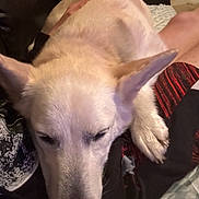 Aspen joined the competition — help win amazing prizes! dog, pet, canine, sleeping, resting, white_fur, ear, paw, nose, close_up, portrait, lap, human_hand, sofa, blanket, indoor, home, cozy, companion, snout