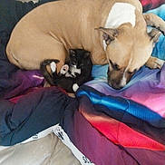 Yacco a rejoint le concours — aidez-le/la à gagner de superbes lots ! dog, cat, kitten, cuddling, sleeping, bed, blanket, cozy, pet, animal, fur, resting, cute, companion, indoor, relaxation, friendship, napping, comfort, warm