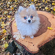 Nikos joined the competition — help win amazing prizes! dog, puppy, fluffy, blue_eyes, tree_stump, autumn, fall_leaves, outdoor, nature, cute, small_dog, animal, forest_floor, wood, leaf_litter, pet, adorable, fur, canine, seasonal