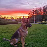 Sasha joined the competition — help win amazing prizes! animal, calm, canine, dog, evening, german_shepherd, grass, greenery, landscape, leash, nature, outdoor, park, pet, quiet, scenic, silhouette, sky, sunset, trees