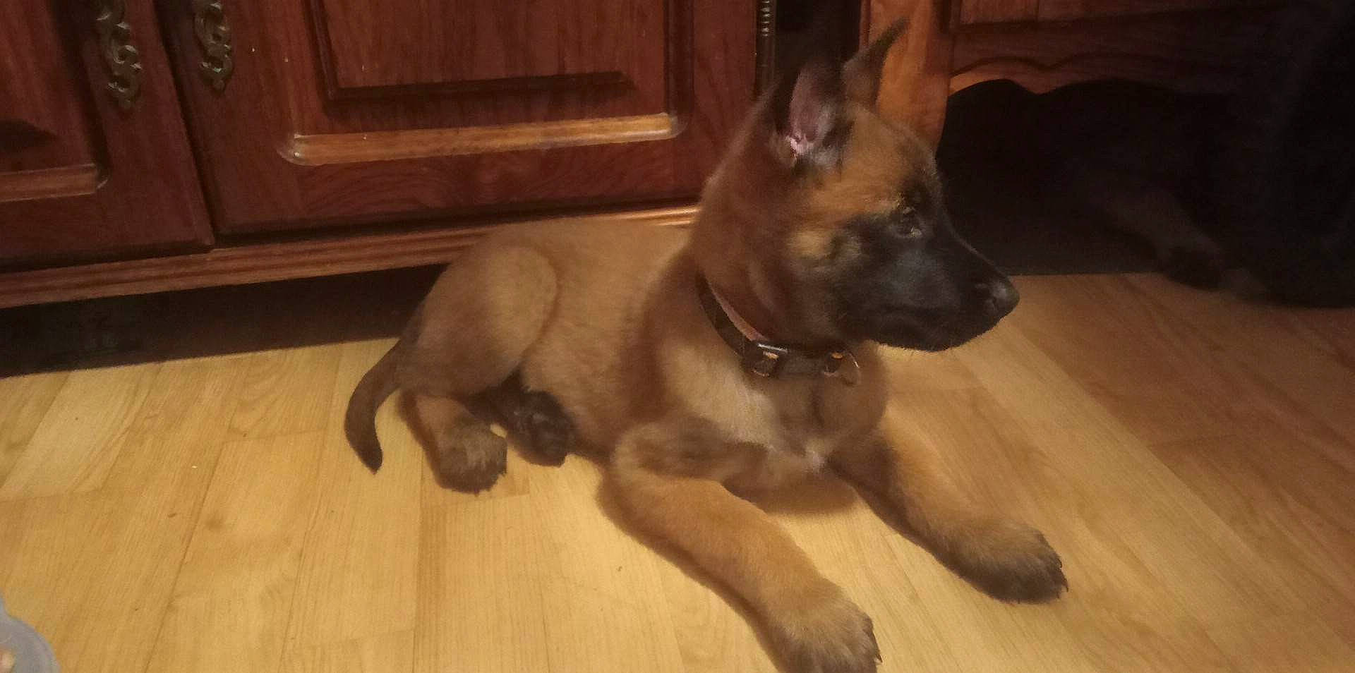 Ruby a rejoint le concours — aidez-le/la à gagner de superbes lots ! canidae, carnivore, companion_dog, dog, dog_breed, fawn, flooring, german_shepherd_dog, hardwood, liver, non_sporting_group, snout, sporting_group, tail, varnish, wood, wood_flooring, wood_stain, working_animal, working_dog