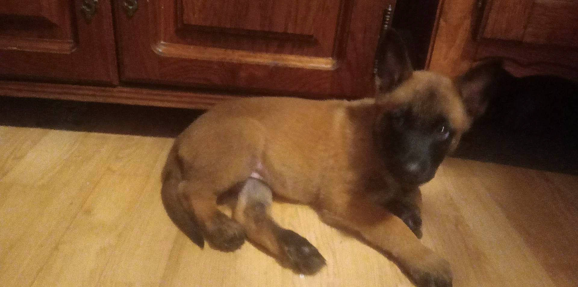 Ruby a rejoint le concours — aidez-le/la à gagner de superbes lots ! carnivore, companion_dog, dog, dog_breed, fawn, flooring, hardwood, liver, non_sporting_group, snout, tail, terrestrial_animal, wood, wood_stain, working_animal