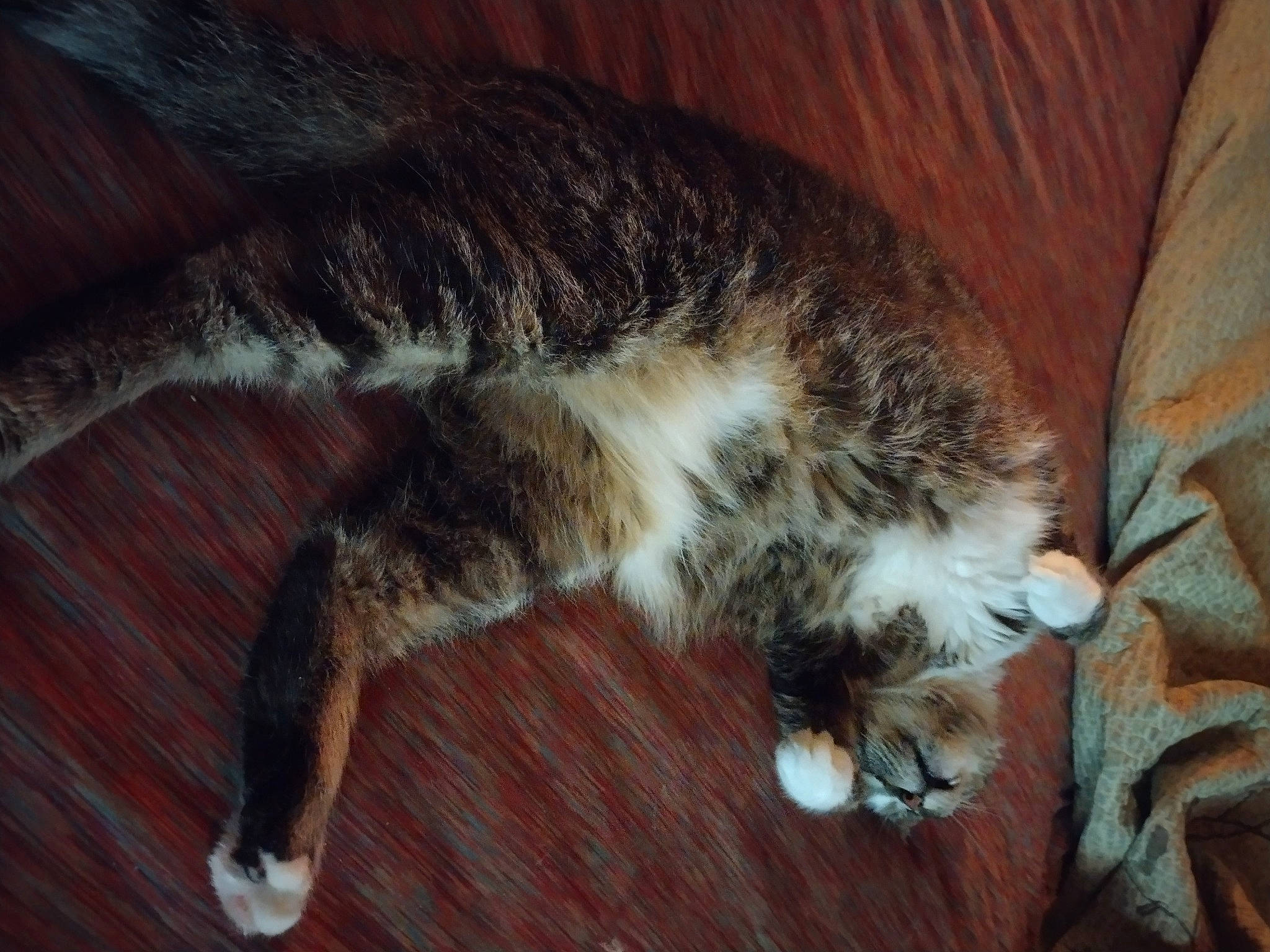 Kiki joined the competition — help win amazing prizes! cat, claw, comfort, domestic_short_haired_cat, felidae, flooring, fur, hardwood, nap, paw, small_to_medium_sized_cats, snout, tail, terrestrial_animal, whiskers, wood