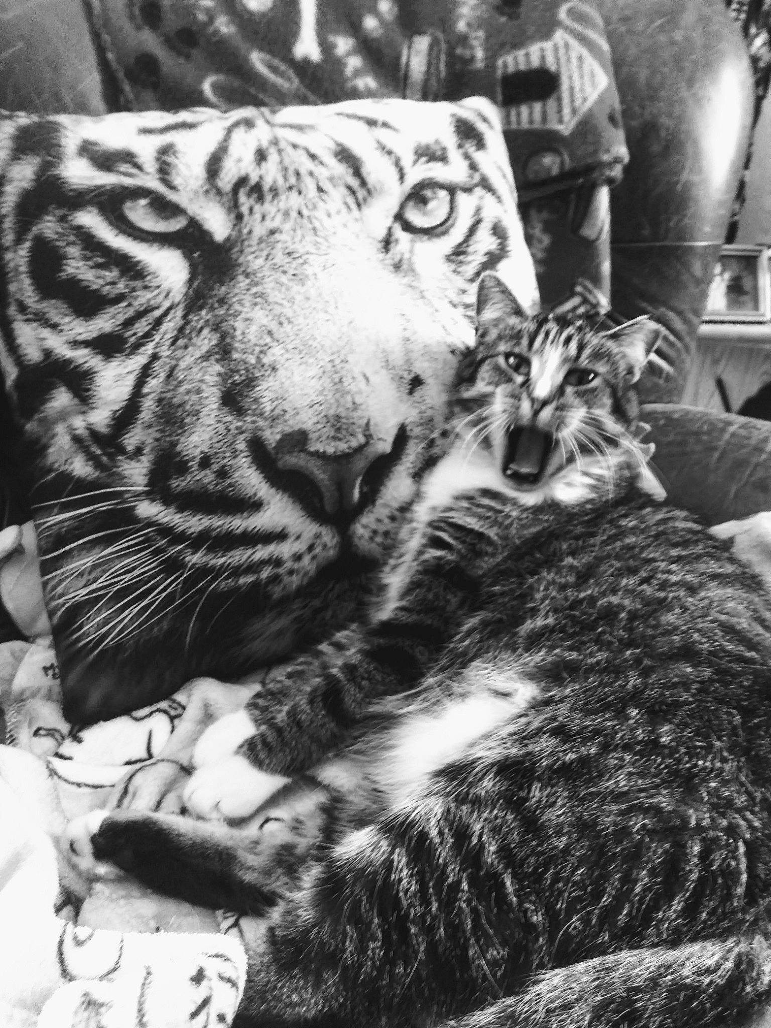 Kiki joined the competition — help win amazing prizes! bengal_tiger, big_cats, black, black_and_white, carnivore, cat, comfort, felidae, fur, monochrome, monochrome_photography, photograph, small_to_medium_sized_cats, snapshot, snout, style, terrestrial_animal, whiskers, white, wildlife