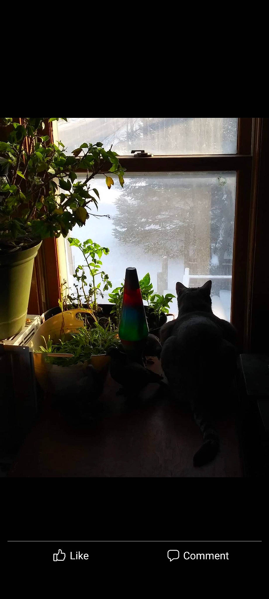 Kiki joined the competition — help win amazing prizes! carnivore, cat, felidae, glass, grass, interior_design, leaf, morning, plant, rectangle, room, shade, shadow, small_to_medium_sized_cats, sunlight, tail, tints_and_shades, whiskers, window, wood