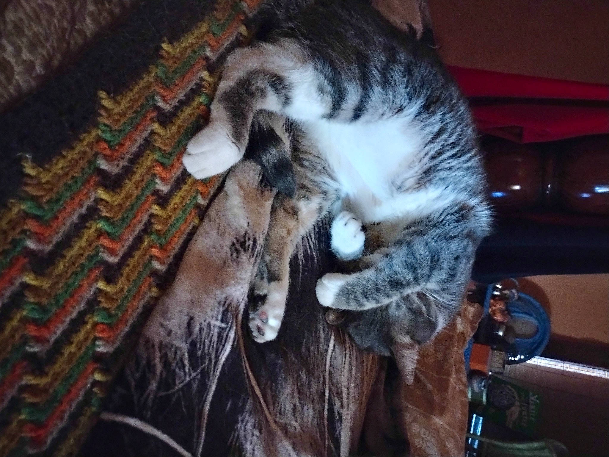 Kiki joined the competition — help win amazing prizes! animal_product, canidae, carnivore, cat, dog_breed, domestic_short_haired_cat, fawn, felidae, fur, goat, goat_antelope, livestock, natural_material, small_to_medium_sized_cats, snout, tail, terrestrial_animal, whiskers, wildlife, wood