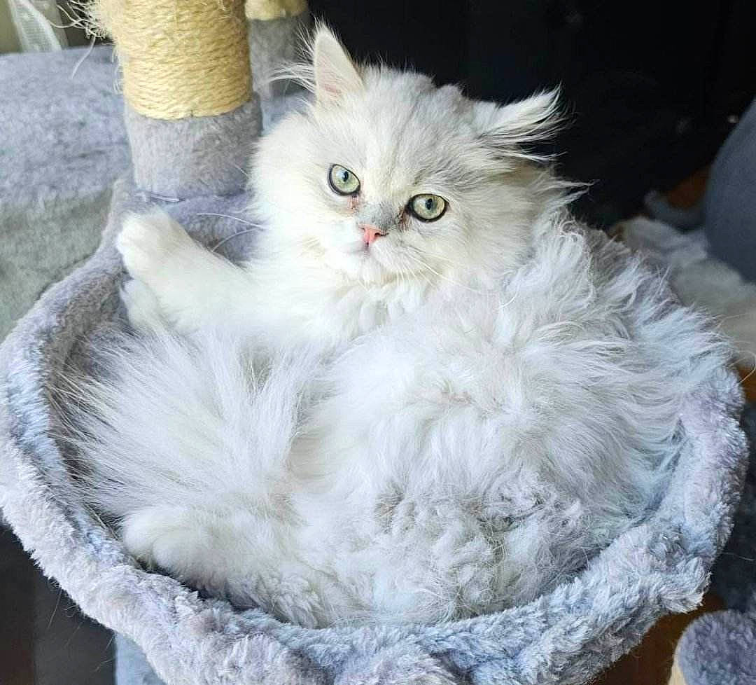 Romeo joined the competition — help win amazing prizes! british_longhair, carnivore, cat, cat_bed, cat_supply, claw, comfort, felidae, fur, maine_coon, paw, persian, selkirk_rex, small_to_medium_sized_cats, snout, terrestrial_animal, whiskers, white