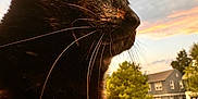 Venus is registered to the contest to win money with this photo: cat, black_cat, animal, pet, close_up, profile, whiskers, sunset, sky, clouds, outdoor, nature, house, grass, tree, suburb, daylight, mammal, fur, portrait