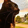 cat, black_cat, animal, pet, close_up, profile, whiskers, sunset, sky, clouds, outdoor, nature, house, grass, tree, suburb, daylight, mammal, fur, portrait