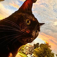Venus joined the competition — help win amazing prizes! cat, black_cat, close_up, whiskers, sunset, outdoor, sky, clouds, house, tree, grass, suburban, pet, animal, nature, sunlight, evening, portrait, curious