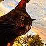 cat, black_cat, close_up, whiskers, sunset, outdoor, sky, clouds, house, tree, grass, suburban, pet, animal, nature, sunlight, evening, portrait, curious
