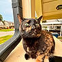 Venus joined the competition — help win amazing prizes! cat, tortoiseshell_cat, pet, animal, outdoor, porch, railing, smartphone, suburban, house, window, gutter, fur, whiskers, eyes, curious, alert, daylight, nature, closeup