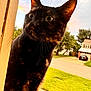 Venus is registered to the contest to win money with this photo: cat, black_cat, animal, pet, outdoor, curious, wide_eyes, whiskers, fur, ears, suburban, house, grass, daylight, nature, side_view, close_up, window_frame, street, tree
