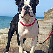 Maxou participe au concours pour gagner de l'argent avec cette photo : dog, boston_terrier, pet, animal, collar, leash, outdoor, sea, ocean, pier, stone, sky, sunny, daytime, canine, standing, black_and_white, portrait, close_up, companion