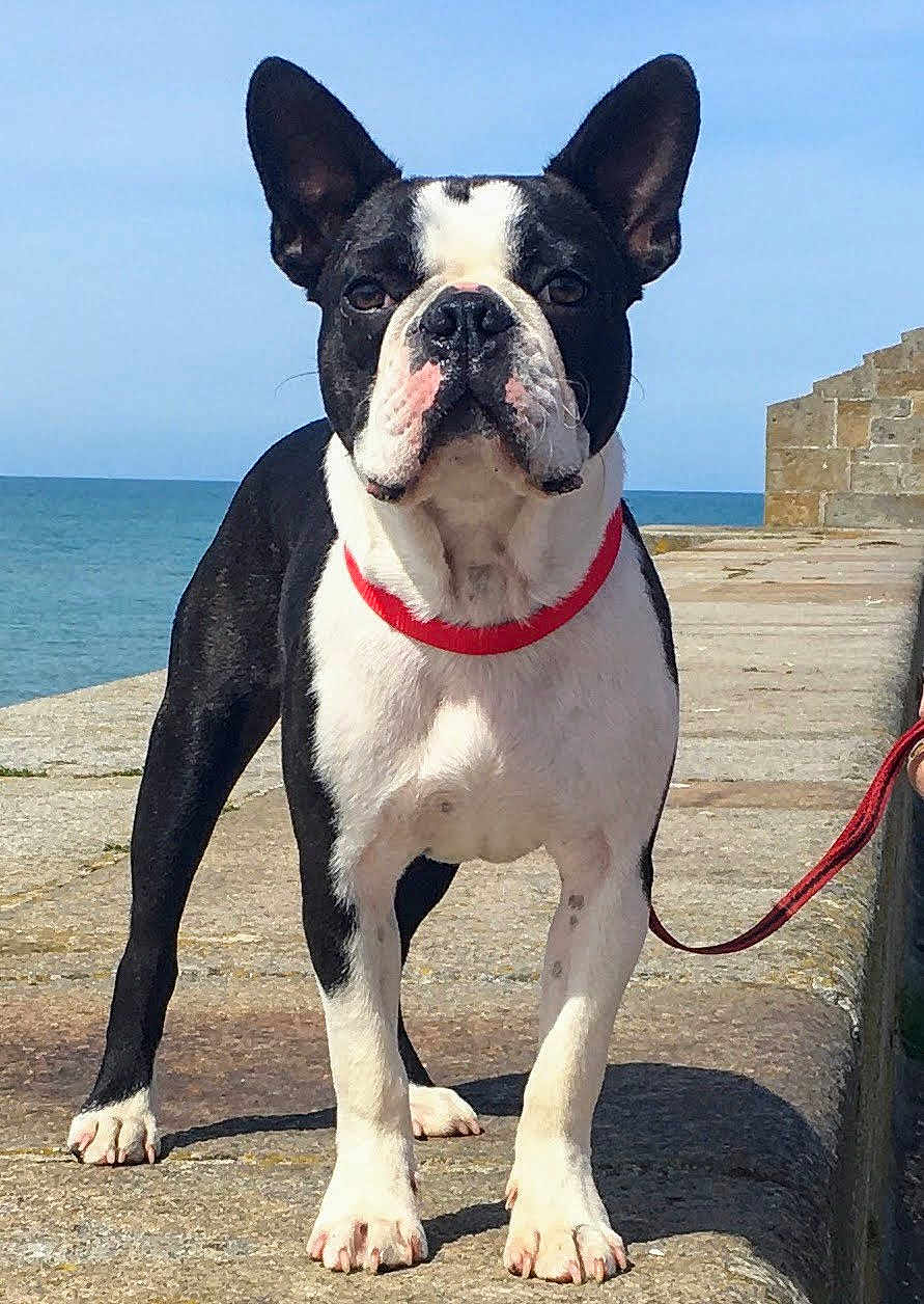 Maxou participe au concours pour gagner de l'argent avec cette photo : dog, boston_terrier, pet, animal, collar, leash, outdoor, sea, ocean, pier, stone, sky, sunny, daytime, canine, standing, black_and_white, portrait, close_up, companion