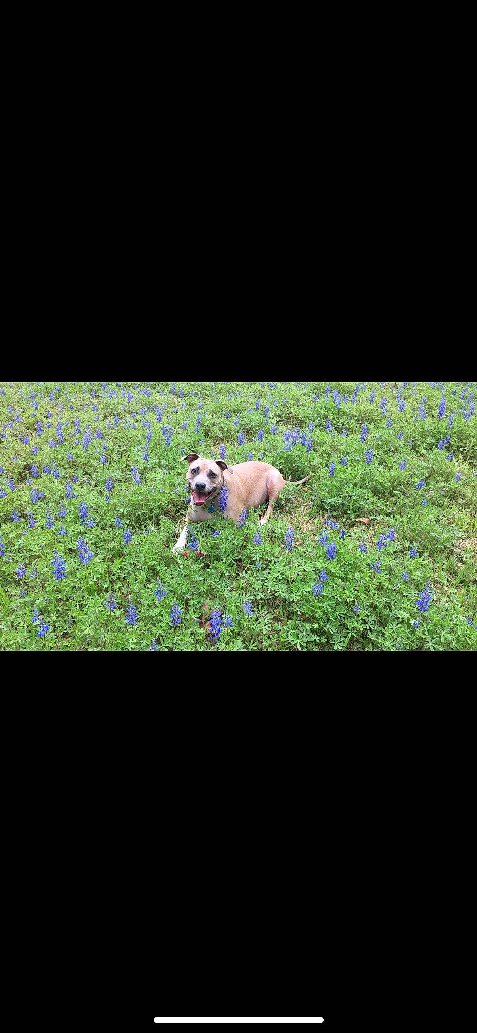 Peanut joined the competition — help win amazing prizes! carnivore, companion_dog, display_device, dog, dog_breed, electric_blue, fawn, flower, grass, grassland, groundcover, landscape, natural_landscape, pasture, people_in_nature, plant, rectangle, shrub, sporting_group, wildflower