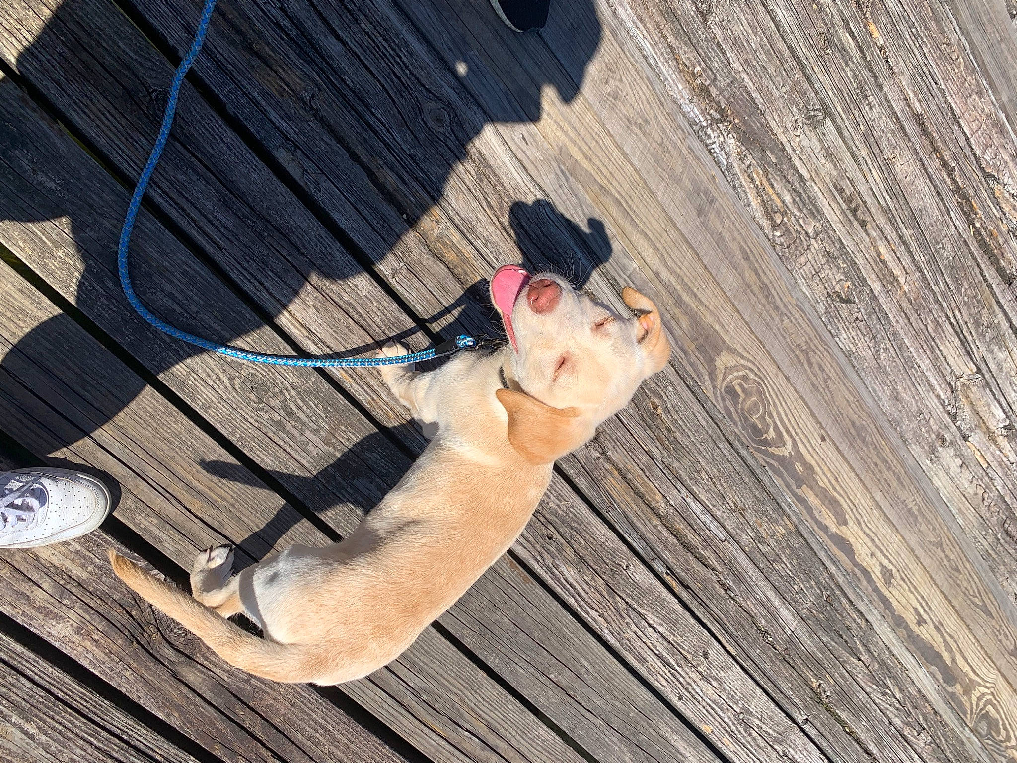 Teddy is registered to the contest to win money with this photo: carnivore, companion_dog, dog_breed, eyewear, fawn, felidae, floor, flooring, grass, hardwood, hat, human_leg, leisure, pattern, small_to_medium_sized_cats, sunglasses, tail, tree, wood, wood_stain