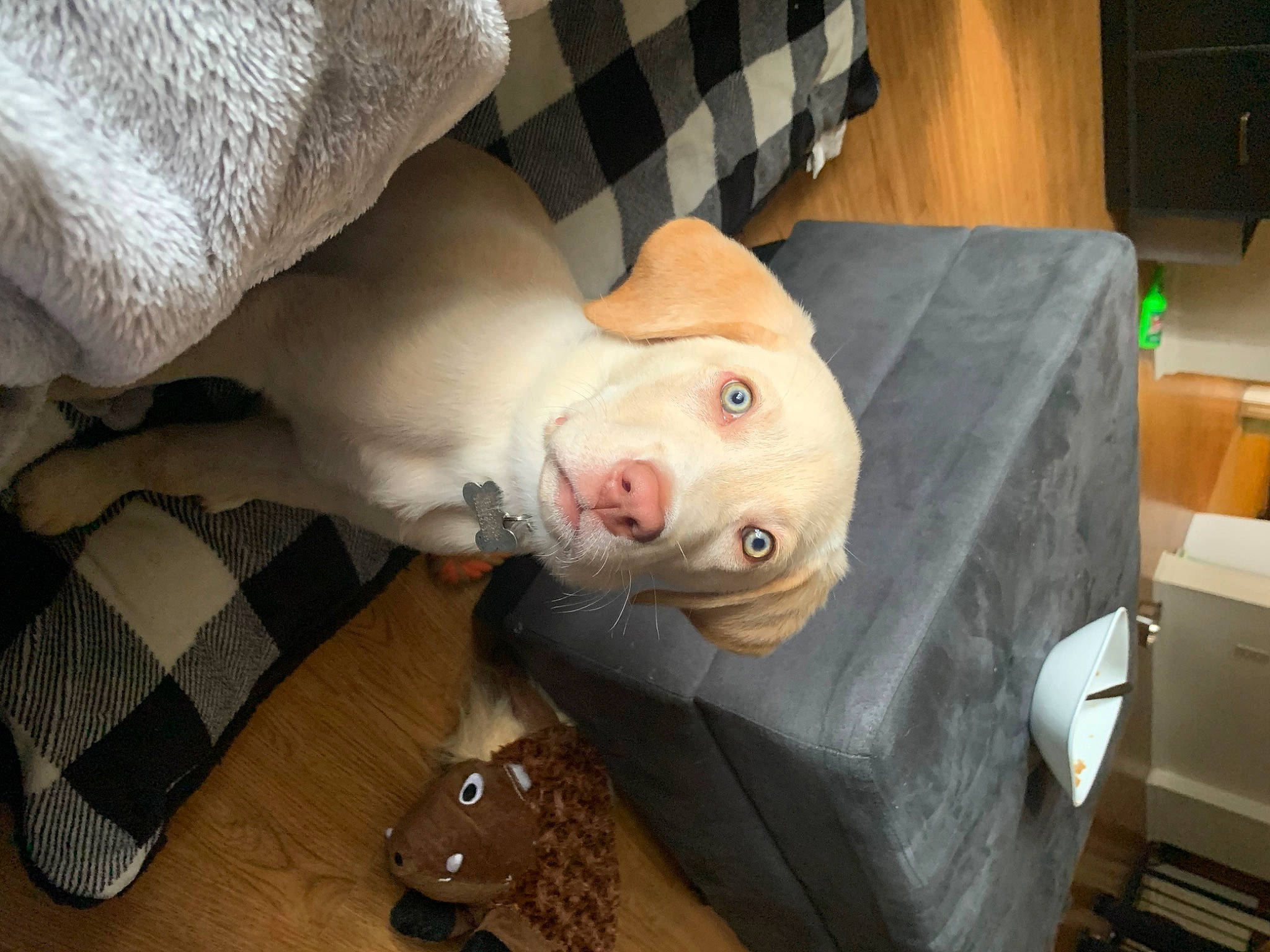 Teddy joined the competition — help win amazing prizes! cabinetry, canidae, chest_of_drawers, child, comfort, companion_dog, couch, fawn, flooring, fun, fur, head, linens, personal_protective_equipment, pillow, room, sitting, sporting_group, tartan, wood