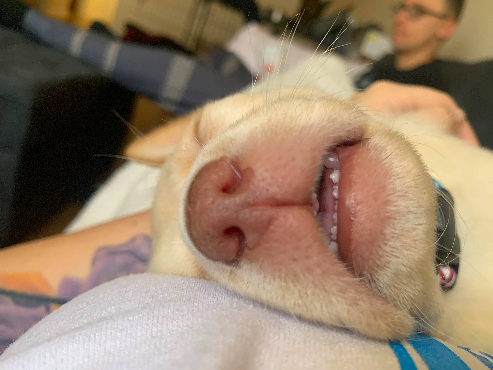 Teddy joined the competition — help win amazing prizes! beard, canidae, carnivore, comfort, companion_dog, dog, dog_breed, ear, eyelash, fawn, felidae, fur, jaw, nail, scar, small_to_medium_sized_cats, snout, sporting_group, whiskers, wrinkle