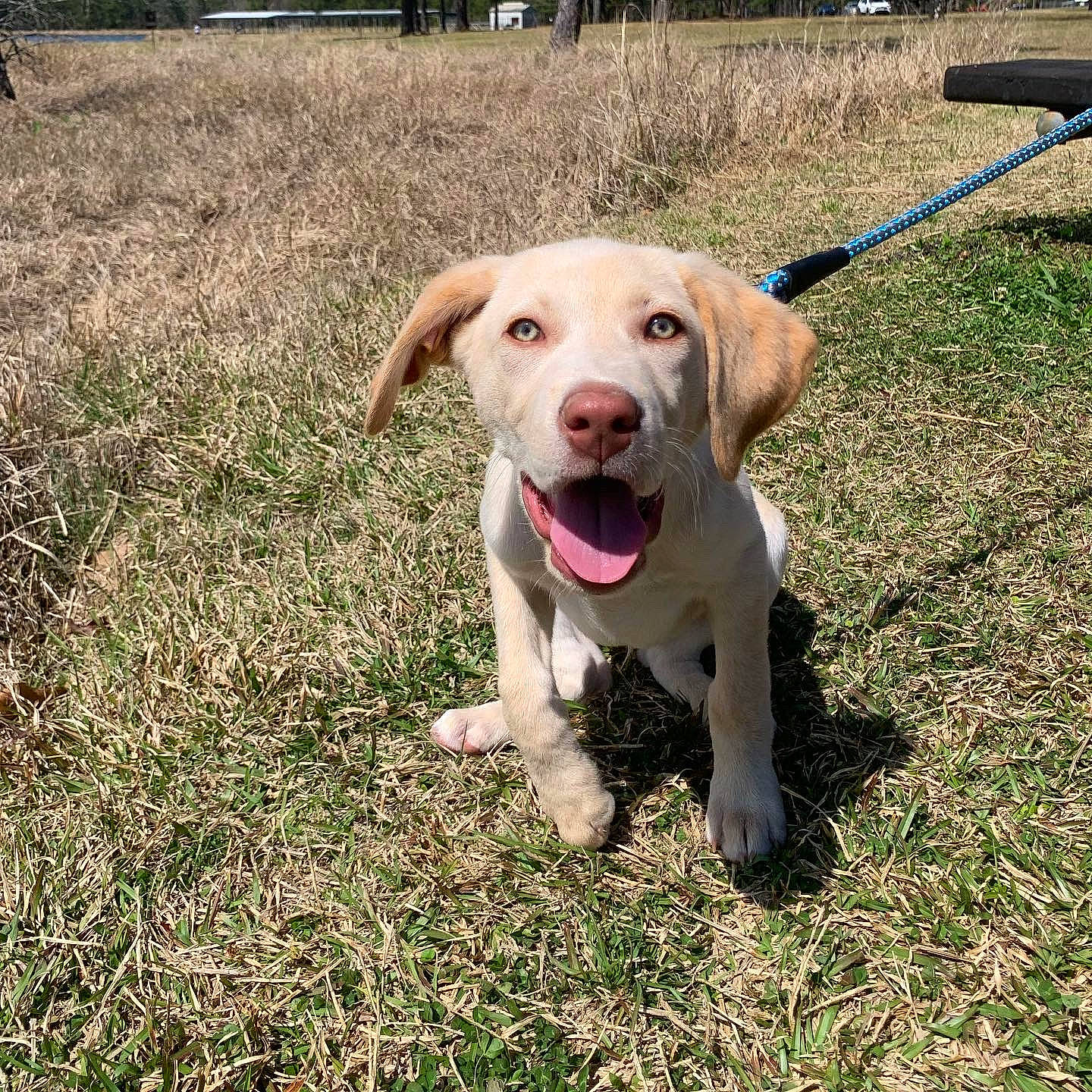Teddy is registered to the contest to win money with this photo: carnivore, collar, companion_dog, dog, dog_breed, dog_collar, fashion_accessory, fawn, grass, gun_dog, leash, pet_supply, plant, retriever, snout, soil, sporting_group, tail, tree, working_animal