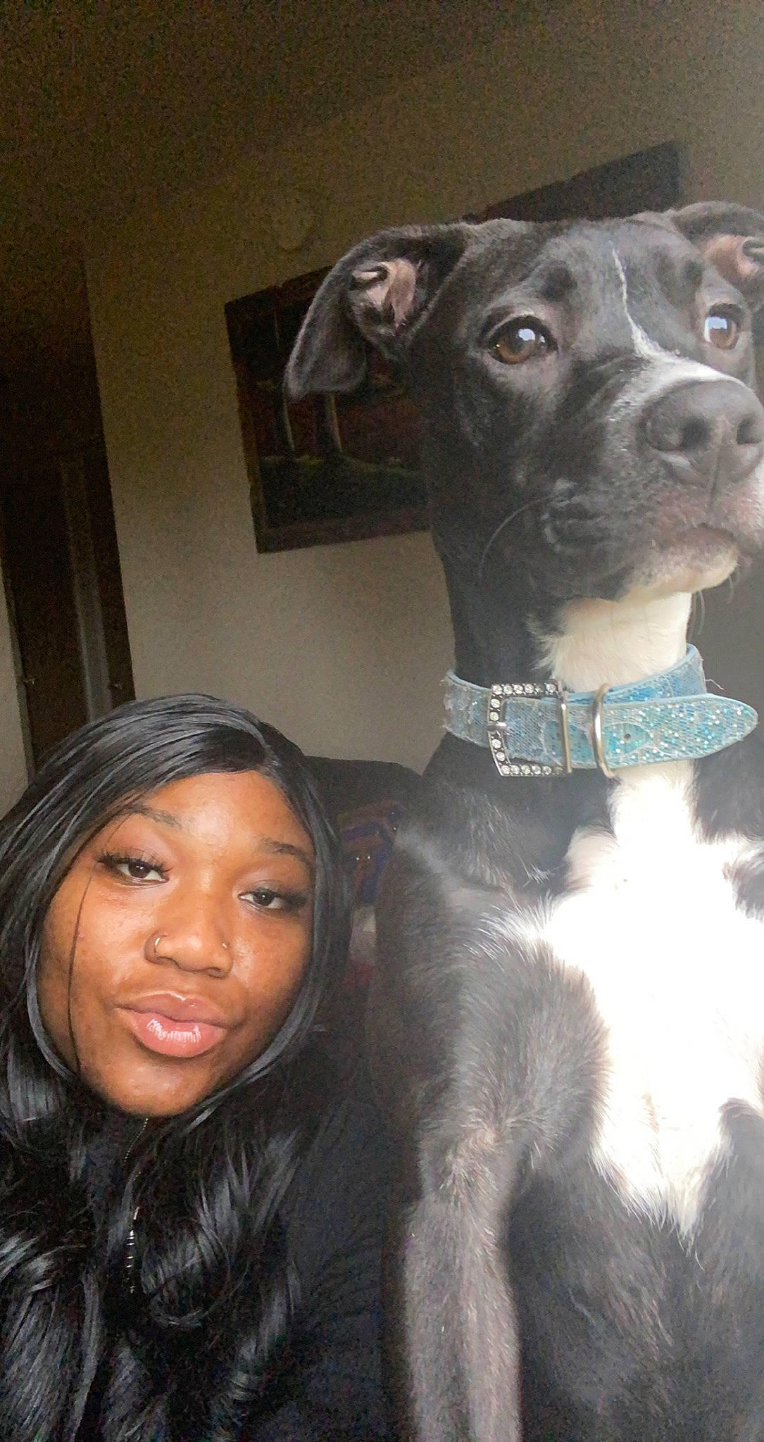 Novah joined the competition — help win amazing prizes! carnivore, collar, companion_dog, dog, dog_breed, dog_collar, eyelash, fawn, flash_photography, happy, iris, layered_hair, lipstick, makeover, pet_supply, smile, snout, sporting_group, whiskers, working_animal