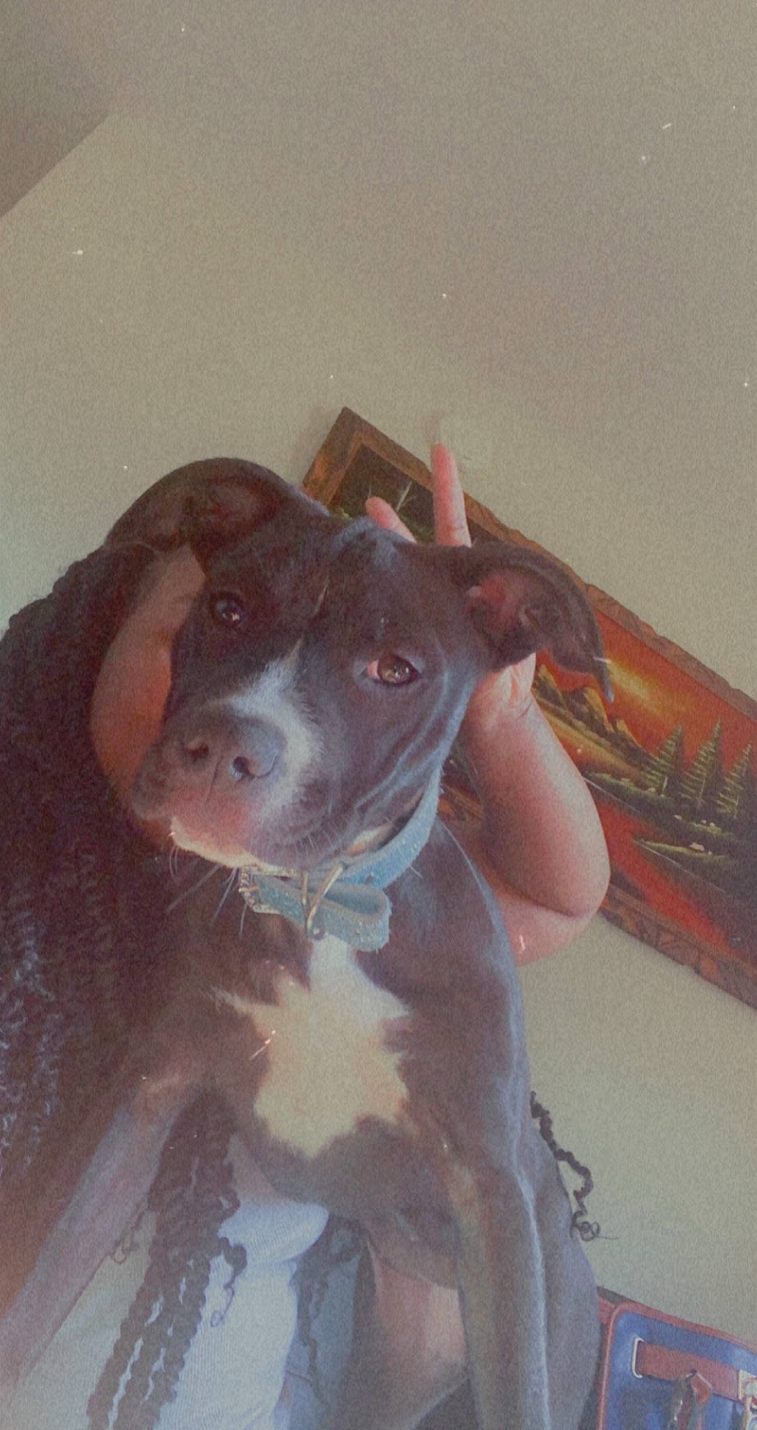 Novah is registered to the contest to win money with this photo: canidae, carnivore, companion_dog, dog, dog_breed, fur, guard_dog, hunting_dog, liver, non_sporting_group, snout, sporting_group, whiskers, working_animal