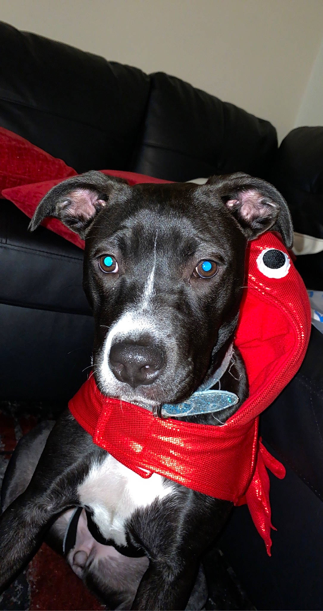 Novah joined the competition — help win amazing prizes! canidae, carnivore, collar, companion_dog, dog, dog_breed, dog_collar, dog_supply, fashion_accessory, fur, guard_dog, hat, non_sporting_group, pet_supply, rampur_greyhound, snout, sporting_group, whiskers, working_animal