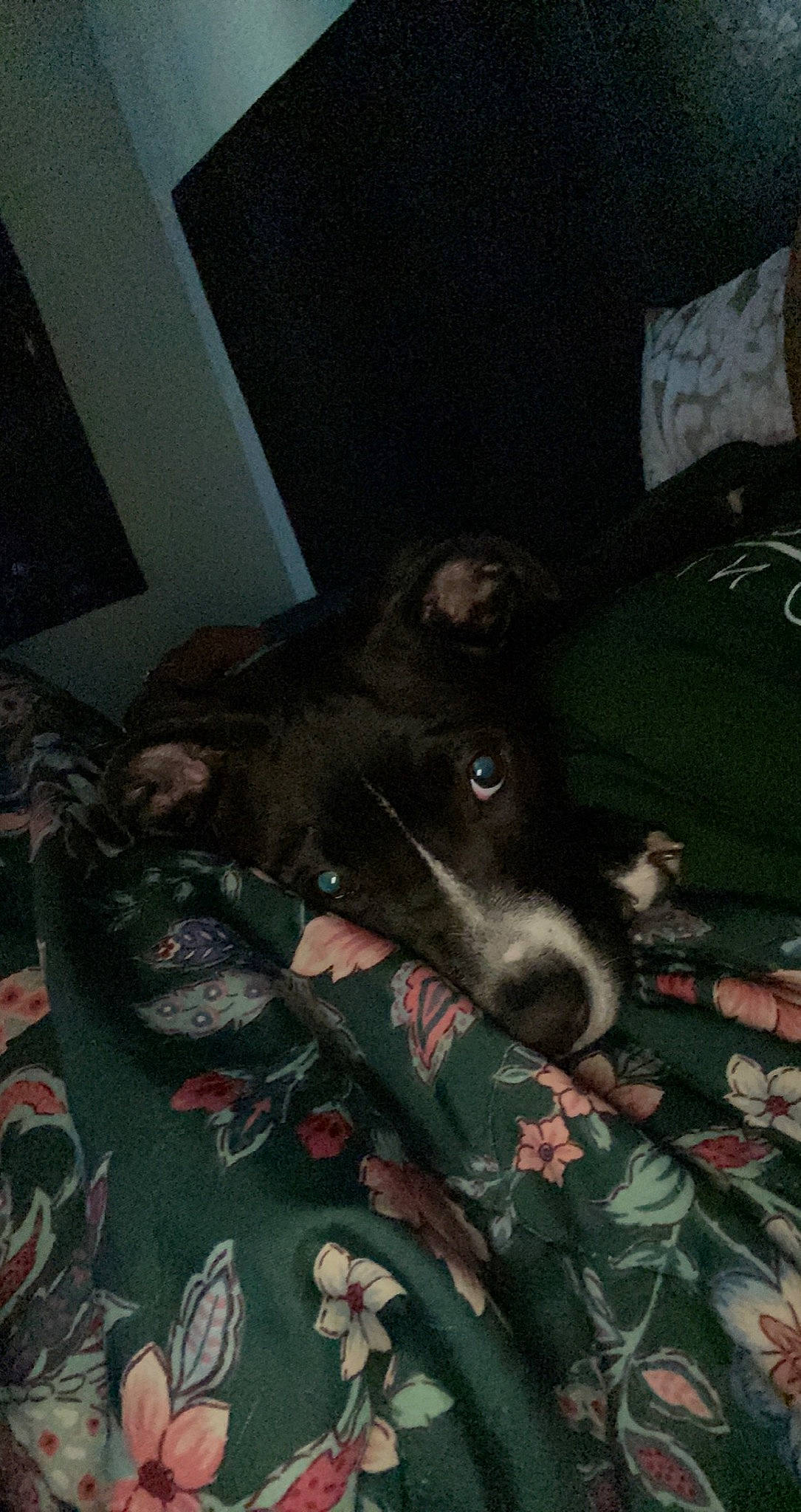 Novah is registered to the contest to win money with this photo: canidae, carnivore, comfort, companion_dog, dog, dog_breed, dog_supply, fur, guard_dog, non_sporting_group, room, sporting_group, terrestrial_animal, whiskers, working_animal