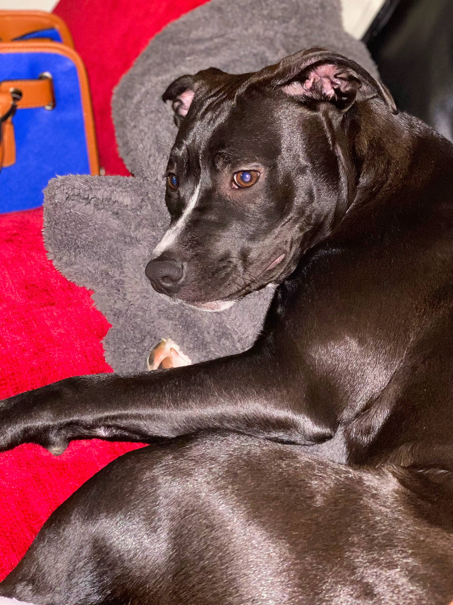 Novah joined the competition — help win amazing prizes! borador, canidae, carmine, carnivore, collar, companion_dog, dog, dog_breed, dog_collar, fawn, fur, grey, guard_dog, gun_dog, liver, non_sporting_group, snout, sporting_group, whiskers, working_animal