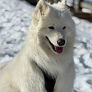 Naya a rejoint le concours — aidez-le/la à gagner de superbes lots ! dog, white_dog, samoyed, snow, outdoor, pet, animal, fur, happy, tongue_out, harness, winter, cold, fluffy, canine, portrait, friendly, daylight, nature, playful