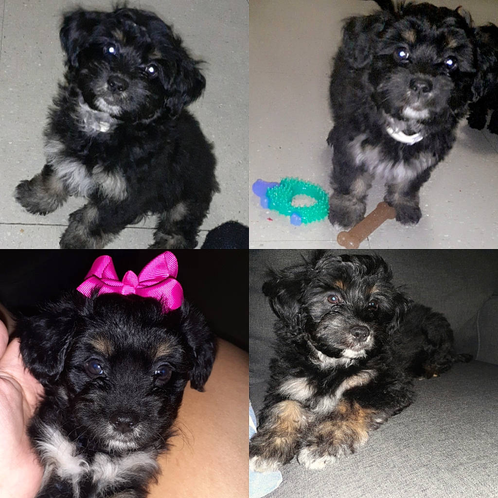 Bailey is registered to the contest to win money with this photo: black, blue, canidae, carnivore, companion_dog, dog, dog_breed, dog_supply, fashion_accessory, font, fur, liver, mammal, puppy, snout, sporting_group, toy_dog, vertebrate, working_animal, yorkipoo