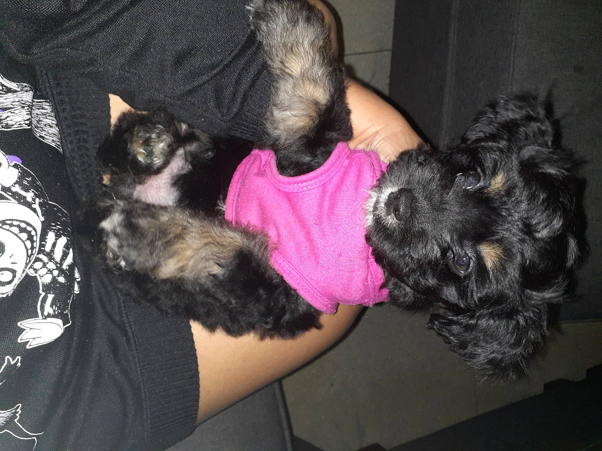 Bailey is registered to the contest to win money with this photo: canidae, carnivore, cat, comfort, companion_dog, dog, dog_breed, fawn, felidae, fur, mammal, small_terrier, small_to_medium_sized_cats, snout, sporting_group, t_shirt, terrier, toy_dog, vertebrate, water_dog