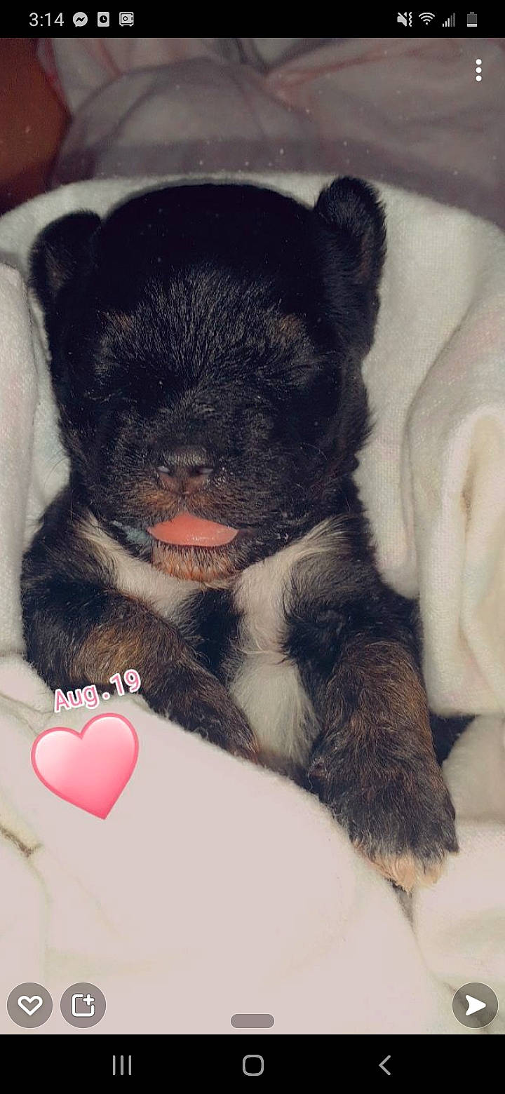 Bailey joined the competition — help win amazing prizes! canidae, carmine, carnivore, claw, comfort, companion_dog, dog, dog_breed, foot, fur, mammal, nail, paw, sitting, snout, sporting_group, terrestrial_animal, toy_dog, whiskers, working_animal