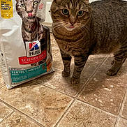 Churchill is registered to the contest to win money with this photo: animal, cat, cat_food, close_up, curious, domestic_cat, feline, floor_tile, food_bag, hill's_science_diet, indoor, kitchen, mimicry, package, pet, pet_food, playful, striped_cat, tabby_cat, tongue_out