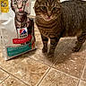 animal, cat, cat_food, close_up, curious, domestic_cat, feline, floor_tile, food_bag, hill's_science_diet, indoor, kitchen, mimicry, package, pet, pet_food, playful, striped_cat, tabby_cat, tongue_out