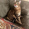 Churchill is registered to the contest to win money with this photo: animal, blanket, cat, colorful, couch, decor, ears, furniture, green_eyes, houseplant, indoor, living_room, patterned, paws, pet, striped, tabby_cat, tail, tongue_out, whiskers