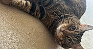 Churchill is registered to the contest to win money with this photo: animal, carpet, cat, closeup, curious, cute, domestic_cat, ears, feline, fur, green_eyes, indoor, lying_down, mammal, pet, relaxed, striped, tabby, whiskers, young_cat