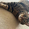 animal, carpet, cat, closeup, curious, cute, domestic_cat, ears, feline, fur, green_eyes, indoor, lying_down, mammal, pet, relaxed, striped, tabby, whiskers, young_cat