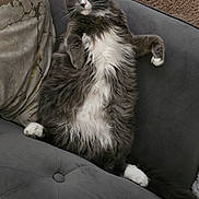 Romeo is registered to the contest to win money with this photo: carpet, cat, couch, cozy, feline, fluffy, fur, gray_cat, house, indoor, looking_at_camera, paw, pet, pillow, relaxed, sitting, tufted_couch, whiskers, white_fur, yellow_eyes