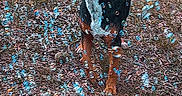 Doc is registered to the contest to win money with this photo: animal, black, brown, bubbles, curious, cute, daylight, dog, environment, fur, grass, ground, joyful, nature, outdoor, pet, playful, small, standing, white