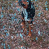 Doc is registered to the contest to win money with this photo: dog, bubbles, outdoor, grass, playful, animal, pet, nature, curious, brown, black, white, fur, standing, daylight, ground, small, cute, joyful, environment