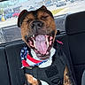 Doc is registered to the contest to win money with this photo: dog, canine, pet, animal, black_harness, bandana, american_flag, car_interior, backseat, yawning, happy, tongue, teeth, parking_lot, vehicle, window, daylight, sitting, fur, ears