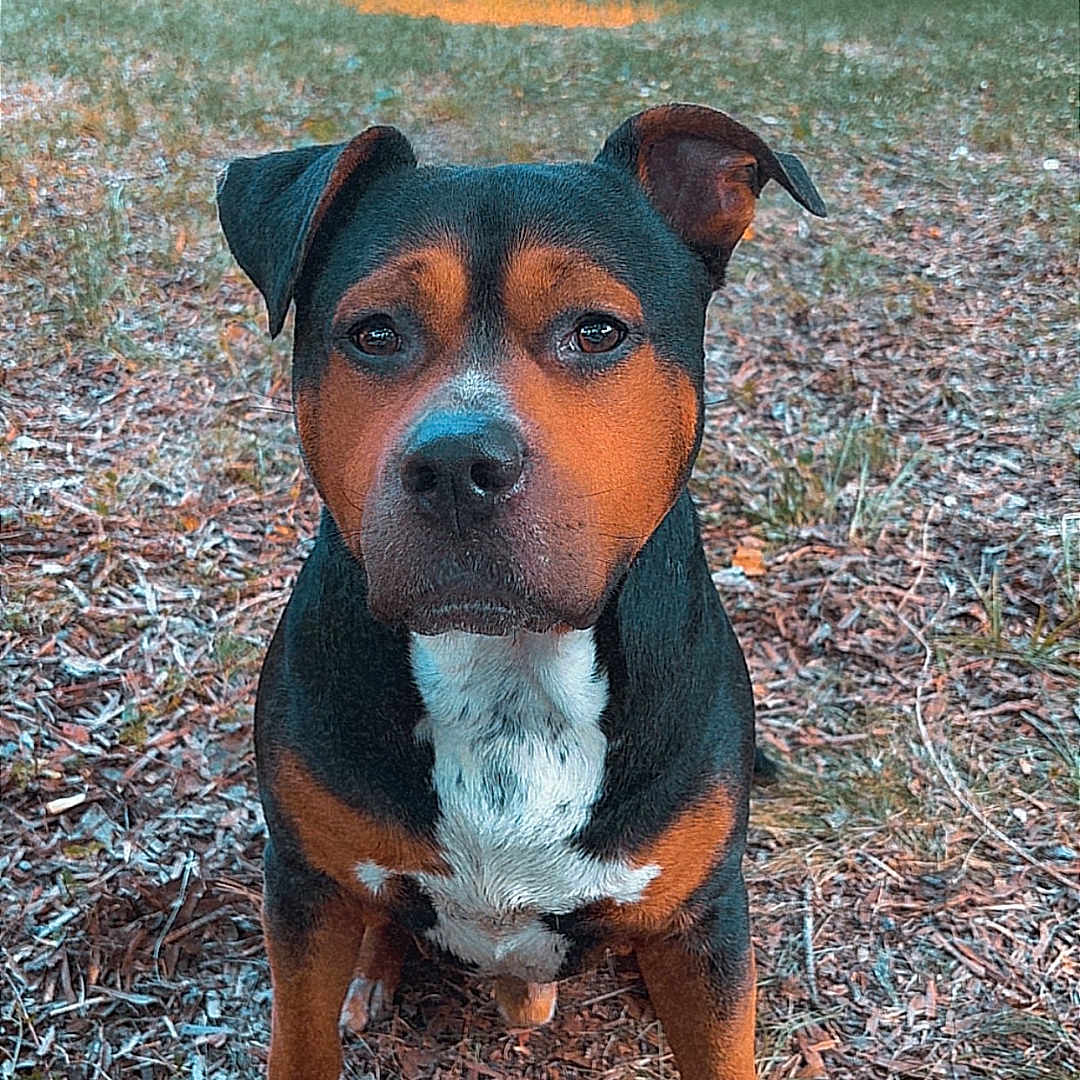 Doc is registered to the contest to win money with this photo: dog, animal, pet, outdoor, forest, nature, leaves, pine_needles, brown, black, tan, grass, tree, canine, sitting, alert, portrait, fur, snout, ears