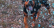 Doc is registered to the contest to win money with this photo: dog, bubbles, outdoor, grass, excited, playful, animal, nature, pet, black, brown, running, mouth_open, joyful, canine, summer, fun, daylight, tongue_out, energetic