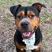 Doc joined the competition — help win amazing prizes! dog, smiling, outdoor, grass, leaves, nature, pet, canine, animal, happy, portrait, sitting, brown, black, white, friendly, ears, face, tongue, paw