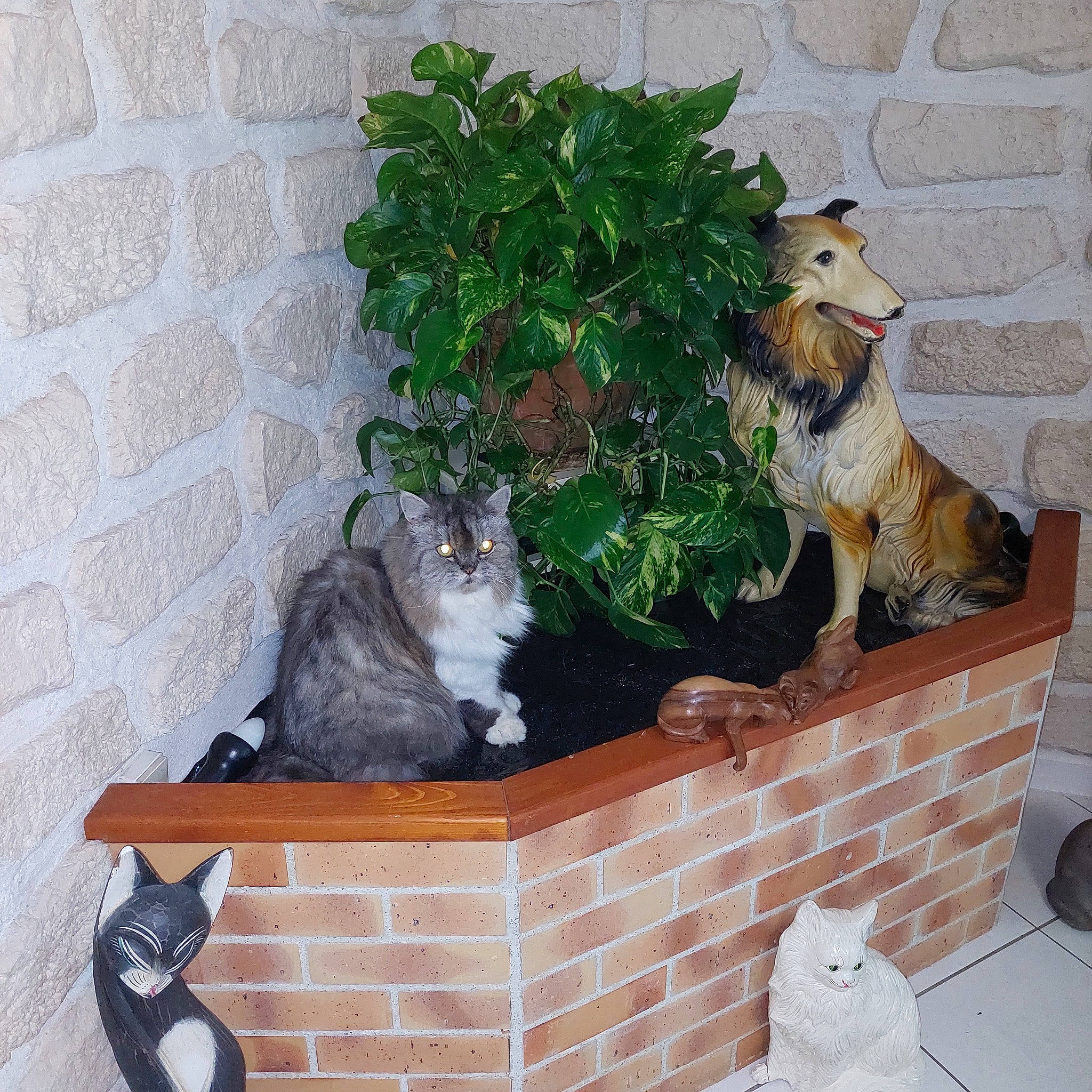 Fripouille a rejoint le concours — aidez-le/la à gagner de superbes lots ! brick, brickwork, carnivore, cat, domestic_short_haired_cat, fawn, felidae, flowerpot, fur, grass, groundcover, herb, houseplant, plant, shrub, small_to_medium_sized_cats, tail, wall, whiskers, window