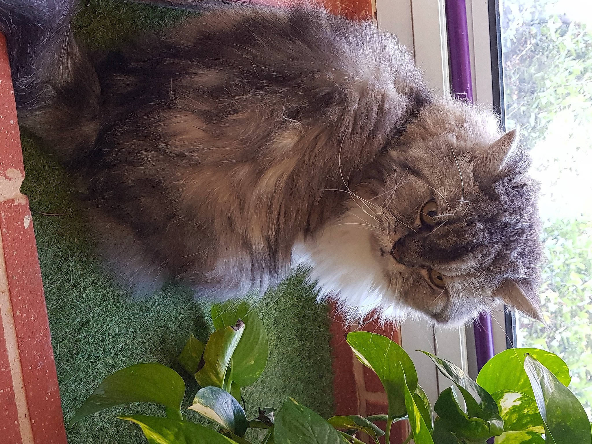 Fripouille a rejoint le concours — aidez-le/la à gagner de superbes lots ! annual_plant, british_longhair, carnivore, cat, domestic_short_haired_cat, felidae, flower, flowering_plant, fur, grass, herb, plant, small_to_medium_sized_cats, tail, terrestrial_animal, tree, whiskers, window
