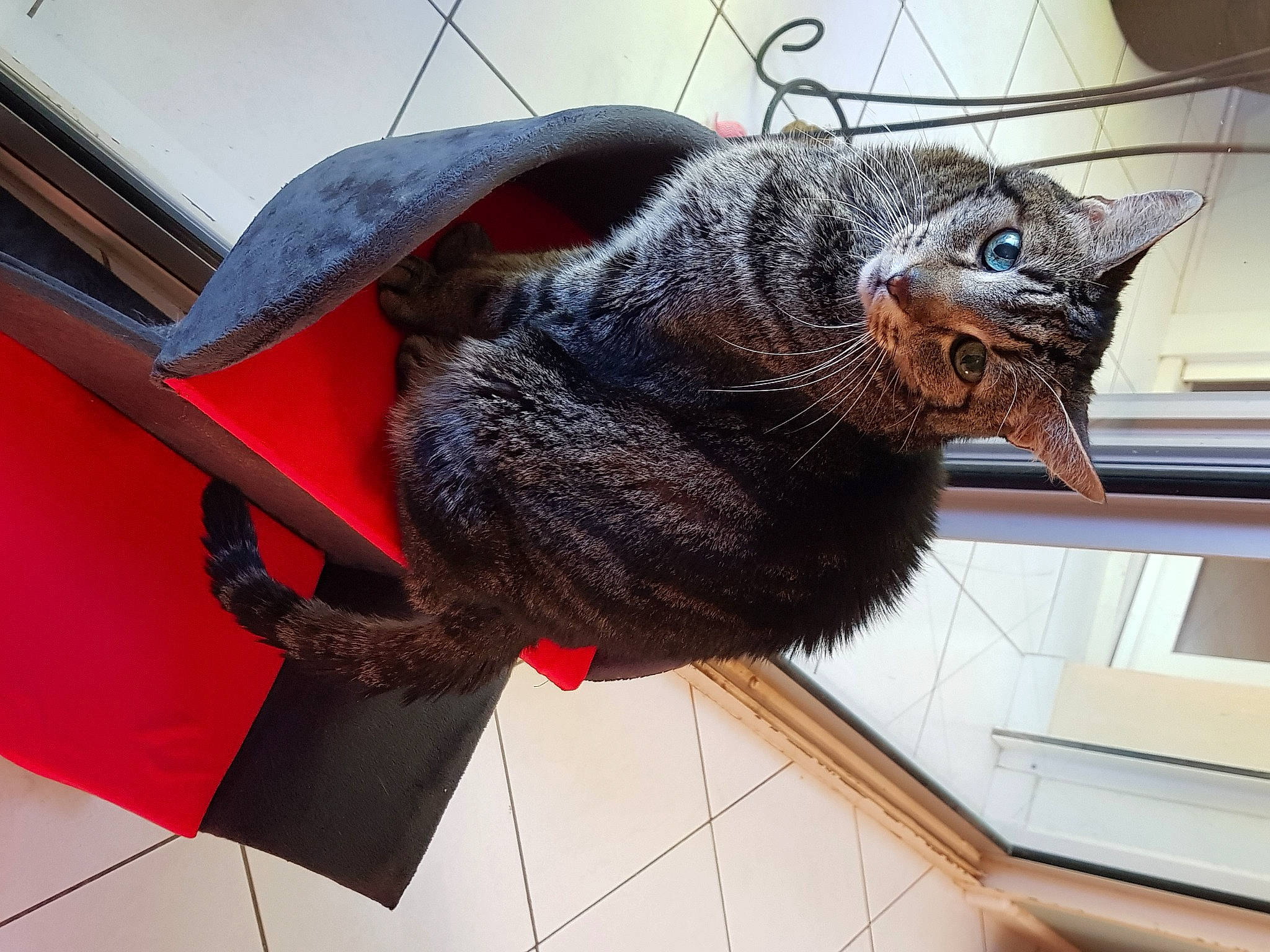 Bijou participe au concours pour gagner de l'argent avec cette photo : art, carmine, carnivore, cat, claw, domestic_short_haired_cat, felidae, flooring, fur, metal, small_to_medium_sized_cats, snout, tail, whiskers, window