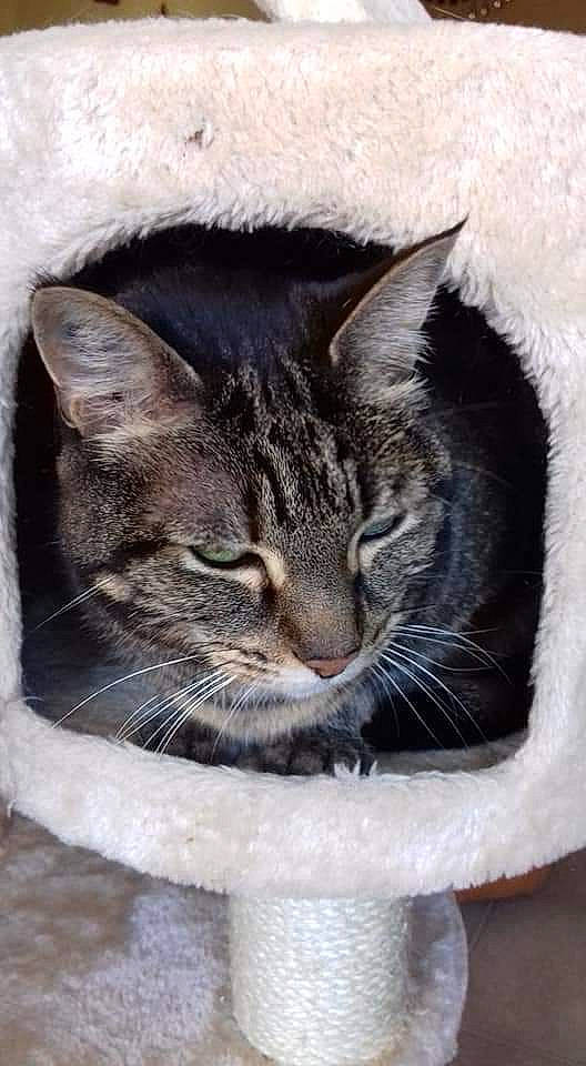 Minette participe au concours pour gagner de l'argent avec cette photo : carnivore, cat, cat_supply, domestic_short_haired_cat, door, eye, felidae, fur, grey, mammal, paw, photo_caption, small_to_medium_sized_cats, snout, tail, terrestrial_animal, vertebrate, whiskers, wildlife, window