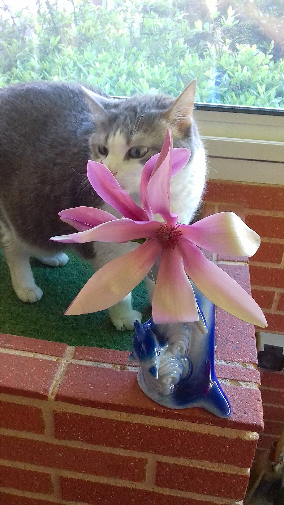 Channel participe au concours pour gagner de l'argent avec cette photo : automotive_wheel_system, carnivore, cat, fawn, felidae, flower, flowering_plant, flowerpot, houseplant, magenta, petal, pink, plant, purple, small_to_medium_sized_cats, tail, terrestrial_plant, wheel, whiskers, window